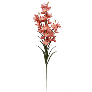 Coral Cymbidium Orchid Quadruple Stem pink orange