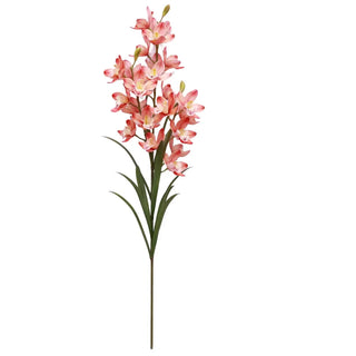 Coral Cymbidium Orchid Triple Stem pink orange