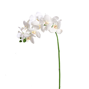 Cream Orchid Spray