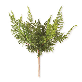 Curly Aspidiaceae Fern 16"