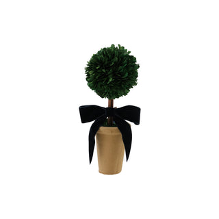 Dried Boxwood Tree in Terra-cotta Pot with Navy Blue Velvet Bow preserved