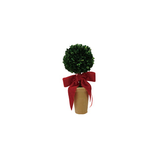 Dried Boxwood Tree in Terra-cotta Pot with Red Velvet Bow preserved