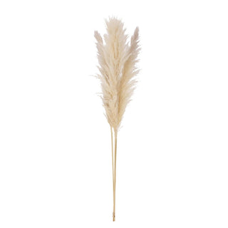 Dried Pampas Grass Bunch (Each One Will Vary) natural dried botanical
