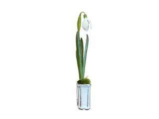 Snowdrop in Cachepot 7"