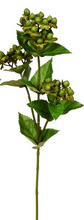 Load image into Gallery viewer, Hypericum Stem Assorted
