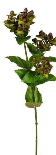 Hypericum Stem Assorted