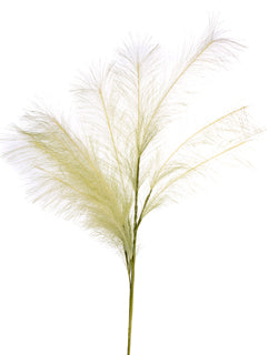 Green Pampas Grass 40