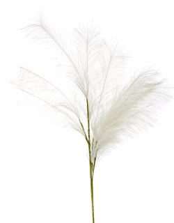 White Pampas Grass