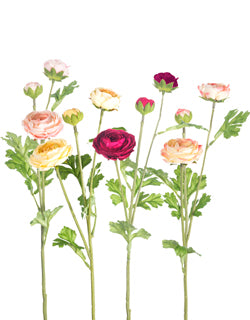 Ranunculus x 3 Assorted