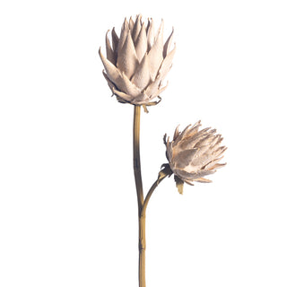 Beige Protea