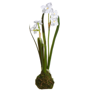 White Paperwhite Drop In 14"