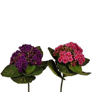 African Violet 8" Assorted