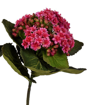 African Violet 8" Assorted