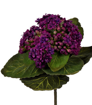 African Violet 8" Assorted