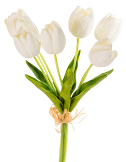 White Tulip x 7