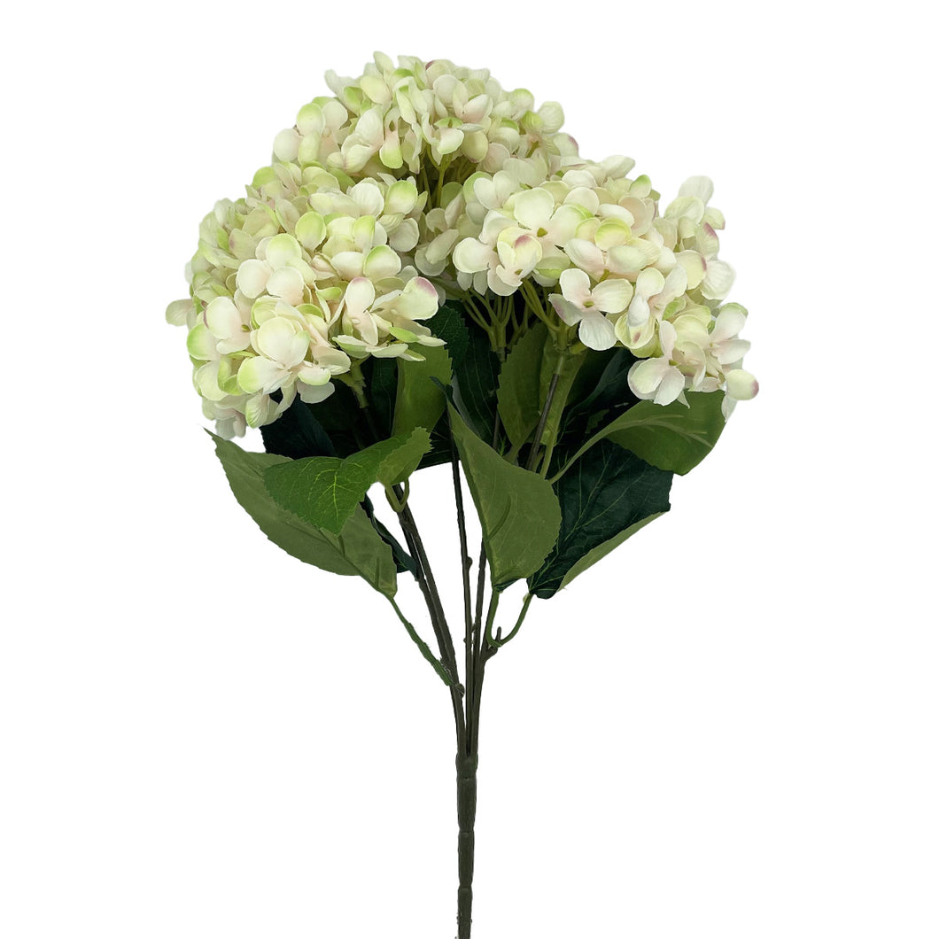 Hydrangea x 5 Cream