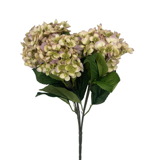 Hydrangea x 5 Lilac