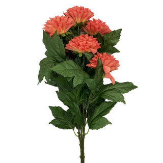 Dahlia x 7 Assorted