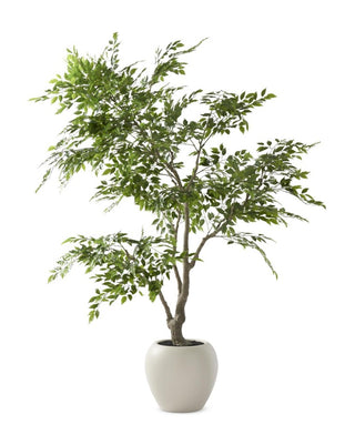 Ficus Tree in White Pot 7.5' nature green