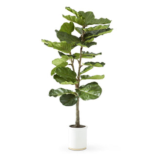 Fiddle Fig Tree in White Ceramic Pot 4.5'
