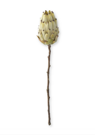 Flocked Cream King Protea Stem 22"