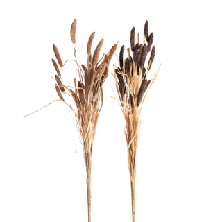 Two dried plant stems with brown and beige seed heads on a white background. Foxtail Bundle 29" Assorted