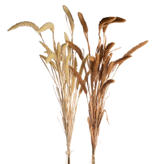 Bouquet of dried grasses on a white background. Foxtail Bundle 44" Assorted