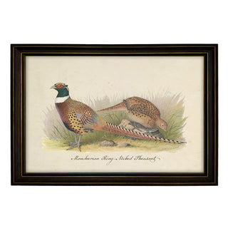 Framed artwork of two pheasants on a grassy background. Pheasant Art