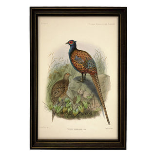 Framed artwork of two pheasants on a natural background. Framed Vintage Pheasant Painting