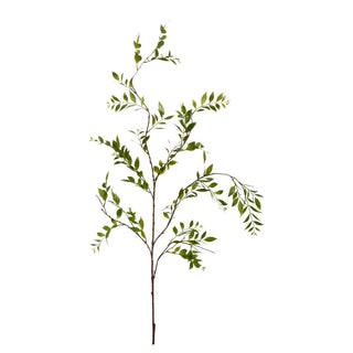 Fuscus Branch 57.5"