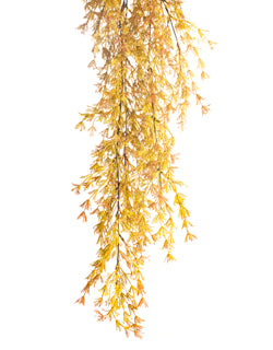 Hanging Gold Fern Grass