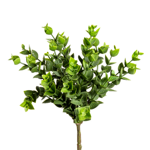 Small Eucalyptus Bush