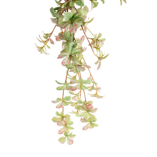 Hanging Rhodoleia green and pink