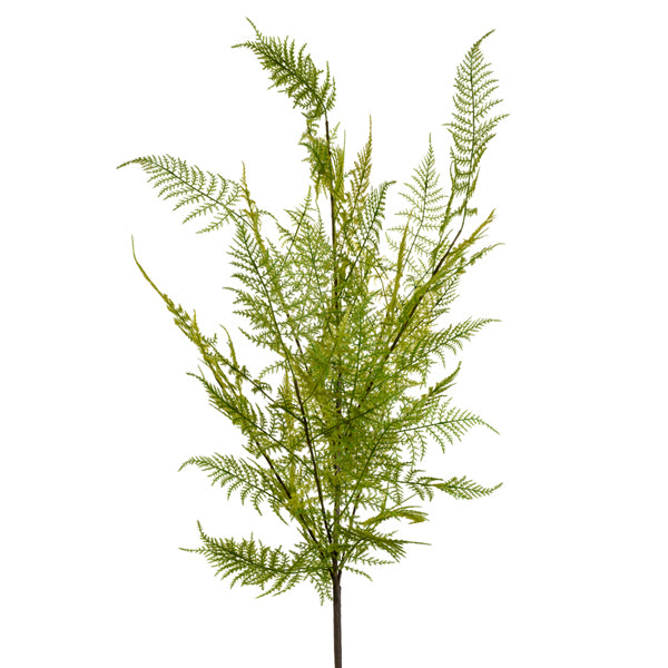 Asparagus fern bush 41