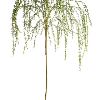 Long Willow Branch