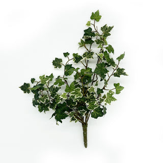 Small Lace Ivy x 8 Varigated