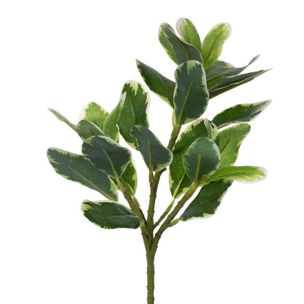 Schefflera Pick