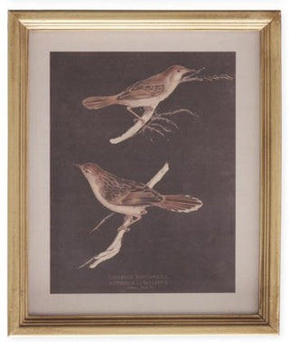 Gold Wood Framed Bird Print Assorted sepia