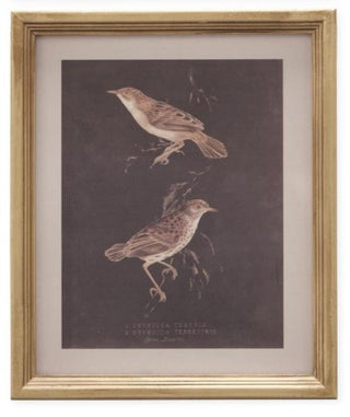 Gold Wood Framed Bird Print Assorted sepia
