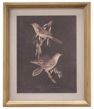 Gold Wood Framed Bird Print Assorted sepia