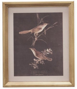 Gold Wood Framed Bird Print Assorted sepia
