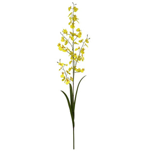 Green Cymbidium Orchid Triple Stem yellow pink
