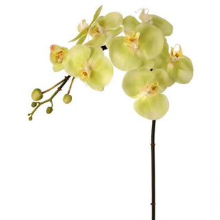 Green Just Cut Phalaenopsis Stem 31"