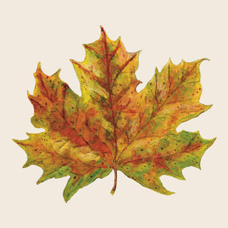 Hester & Cook Fall Foliage Cocktail Napkins
Autumn maple leaf on a beige background