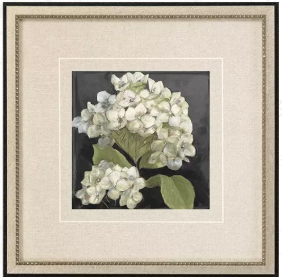 Hydrangeas on Black Framed Print two blooms