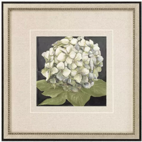 Hydrangeas on Black Framed Print single bloom