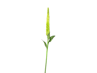 Green Amaranthus Stalk 44"