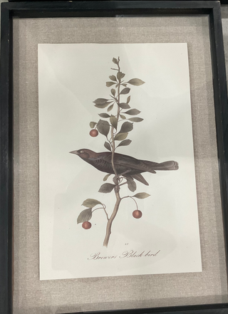 Bird Print in Black Wood Frame Assorted
