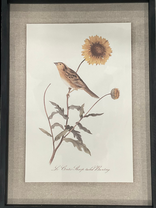 Bird Print in Black Wood Frame Assorted