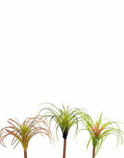 Assorted Tillandsia
